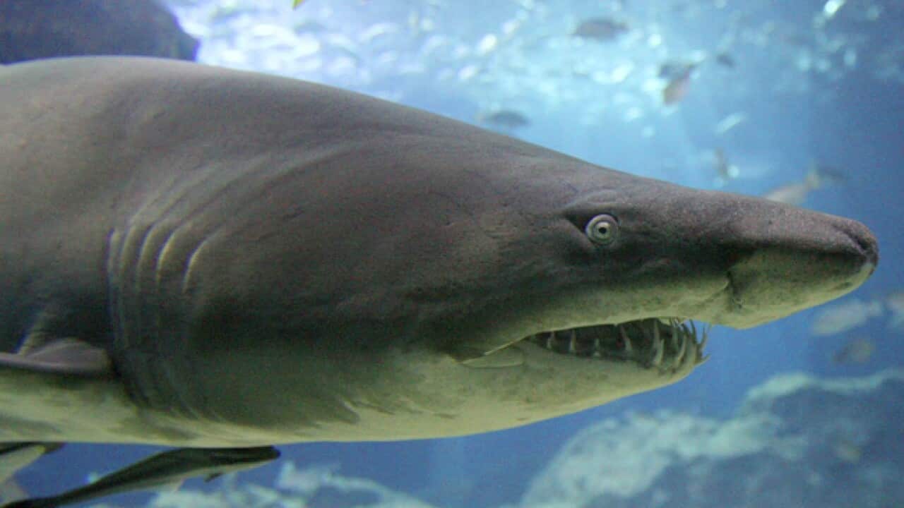 Grey_nurse_shark_120813_B_aap_1100858448