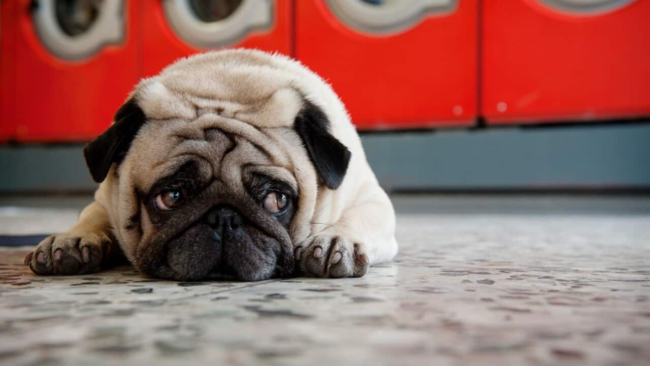 dog anxiety