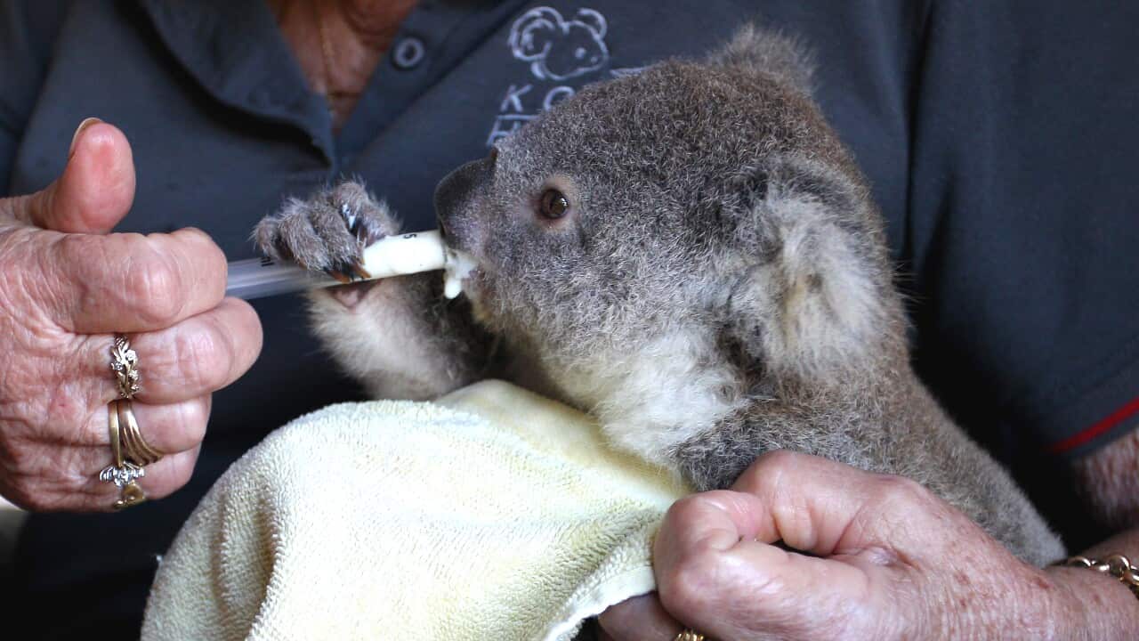 NSW oli wok blong savem Koala taem ol bush faea, ol bush oli lus mo ol sik weh eii kam blong spolem fiuja blong iconic Ostrelean Animal ia