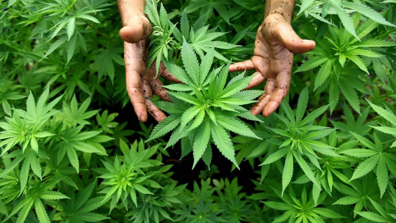 Cannabis plants