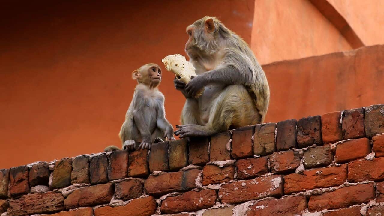 Macaques roam free amid the lockdown in Jaipur, Rajasthan