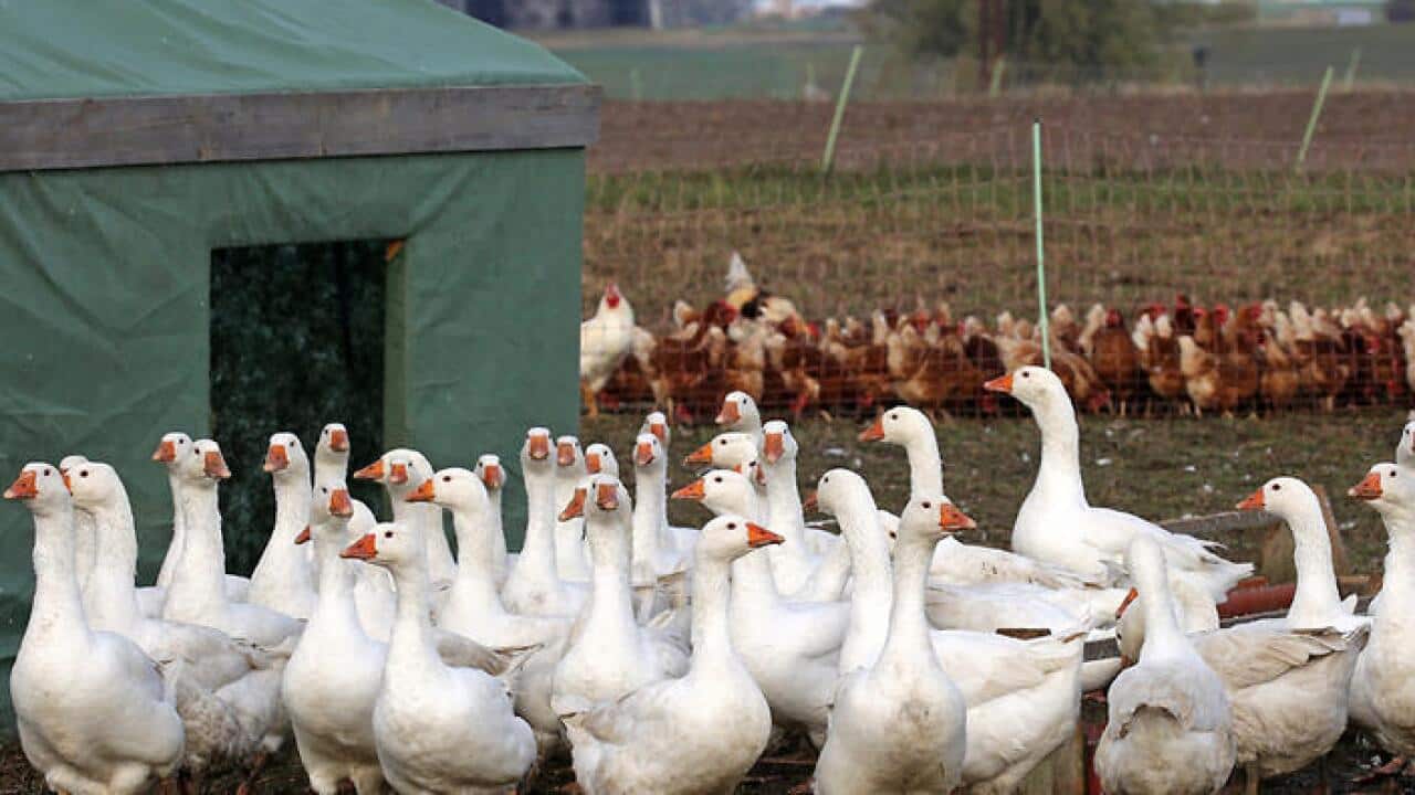 Europe New Bird's Flu Threat