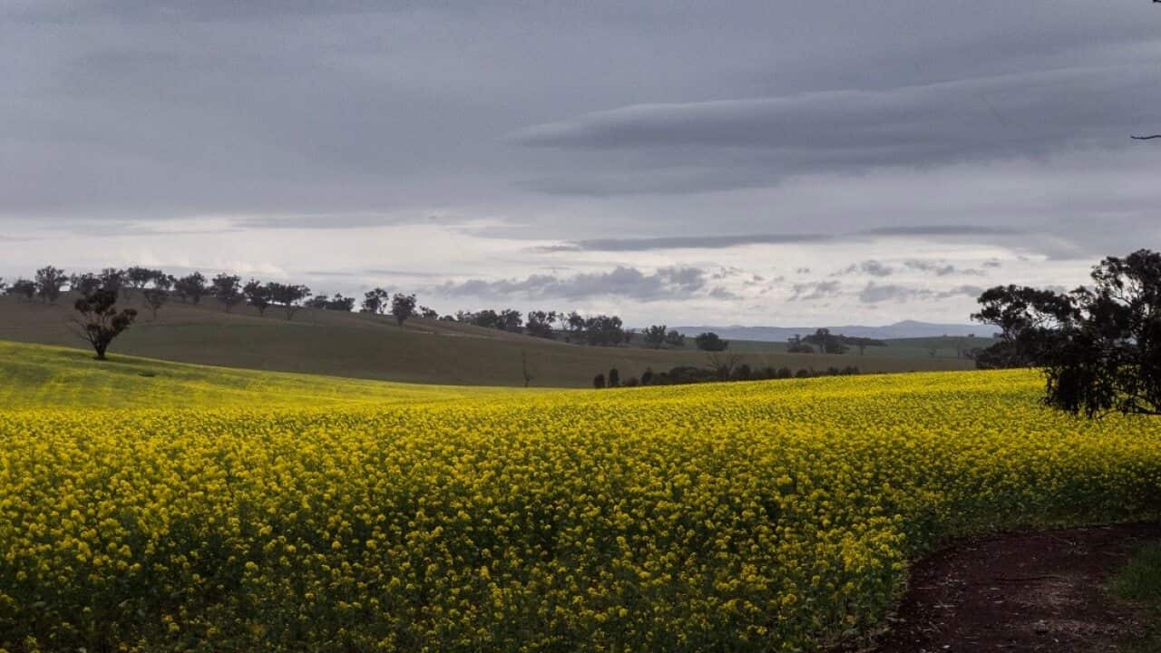 While drought-affected NSW towns received rain, it has not been enough.