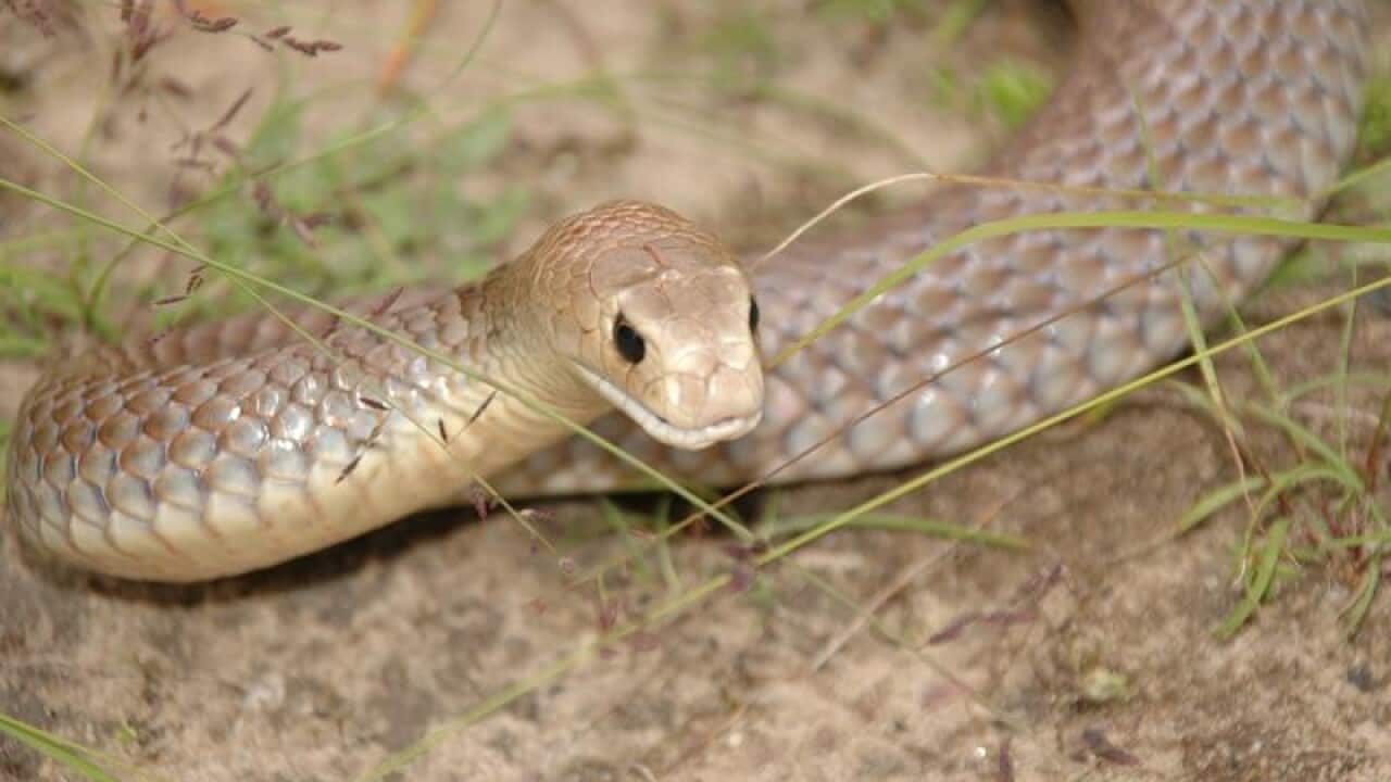 Supplied photograph of an Eastern Brown Snake