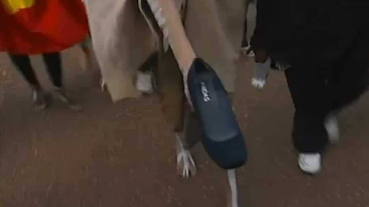 shoe_gillard_120127_B_SBS_1425099626