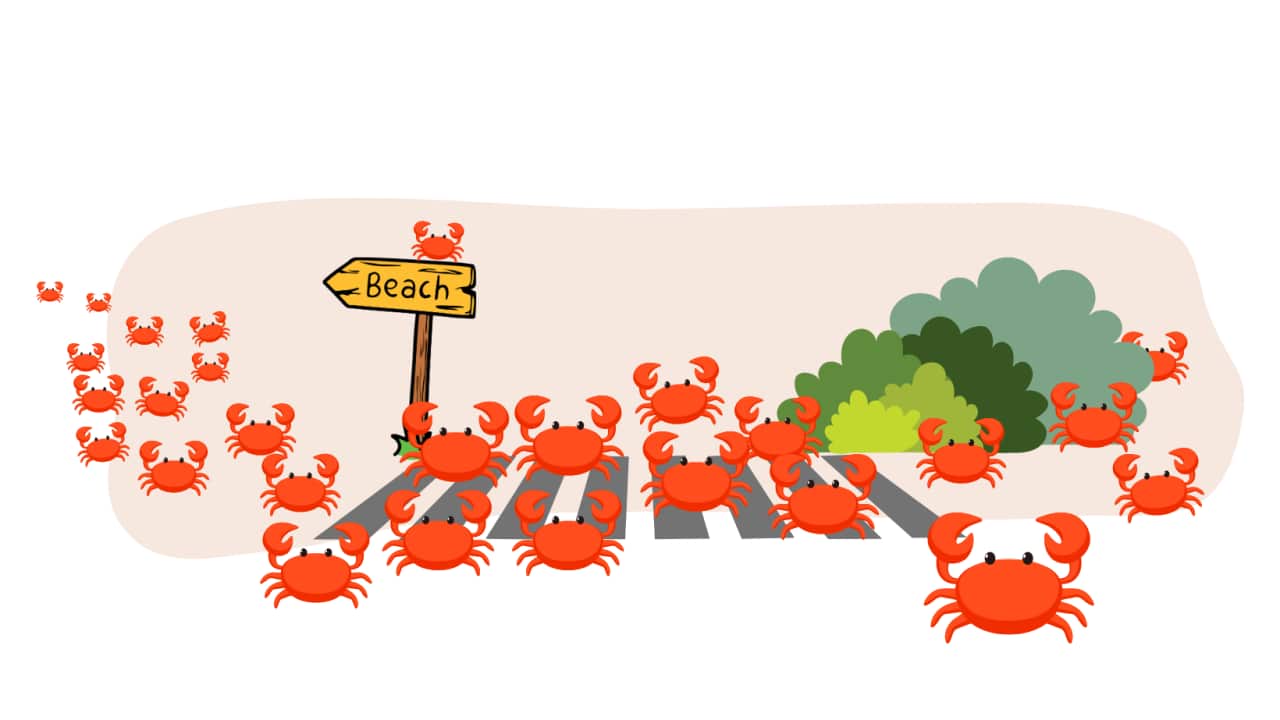 Red crab migration
