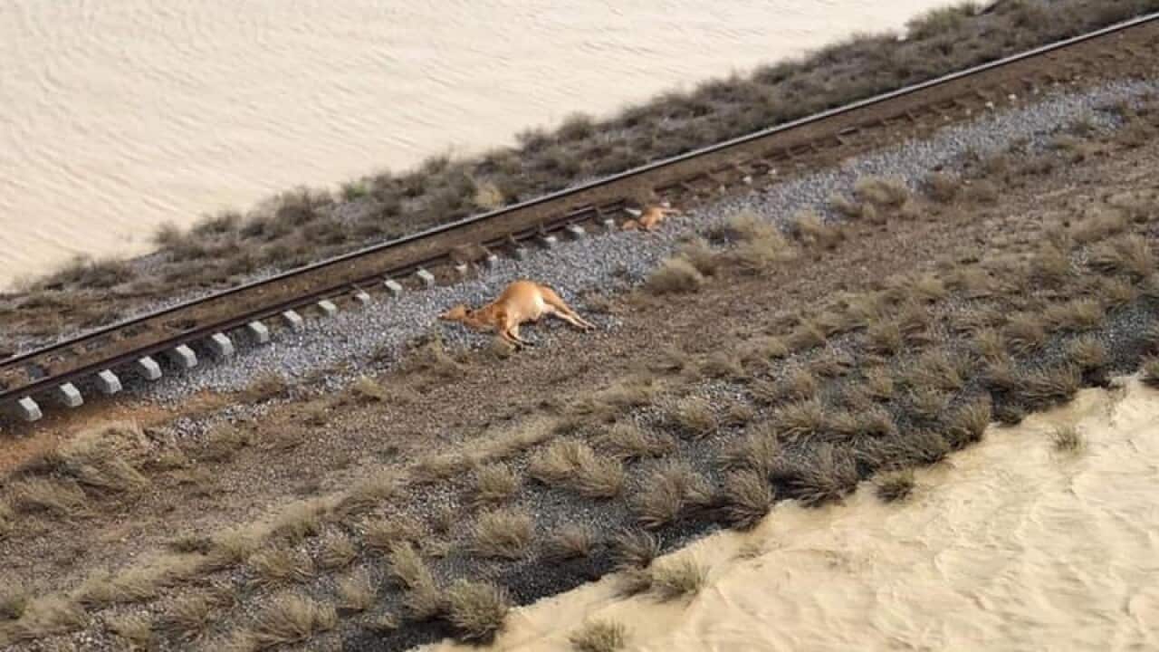 Incitec Pivot's H1 profit has tumbled after the Queensland floods.