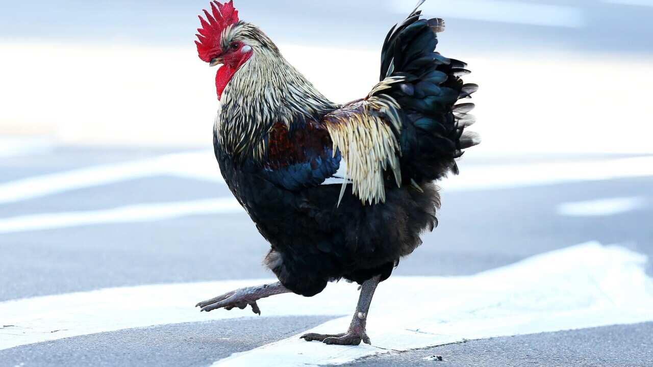 Rooster
