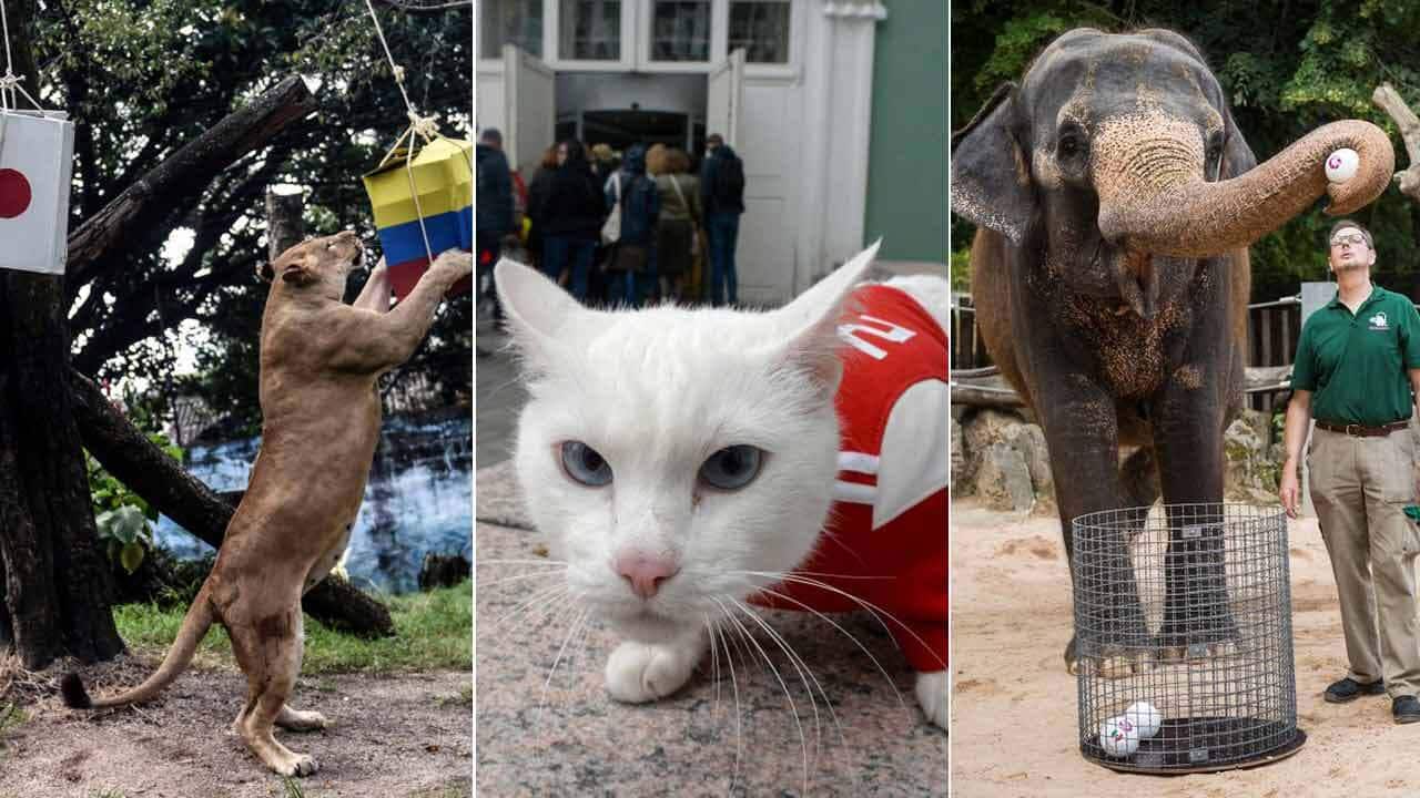 A lion from Colombia, Achilles the cat and Zella the elephant are just some of the 'oracles' predicting the World Cup winners and losers.