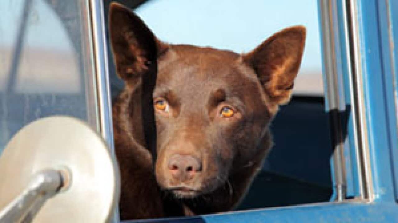 Red-Dog_301_5_105903512