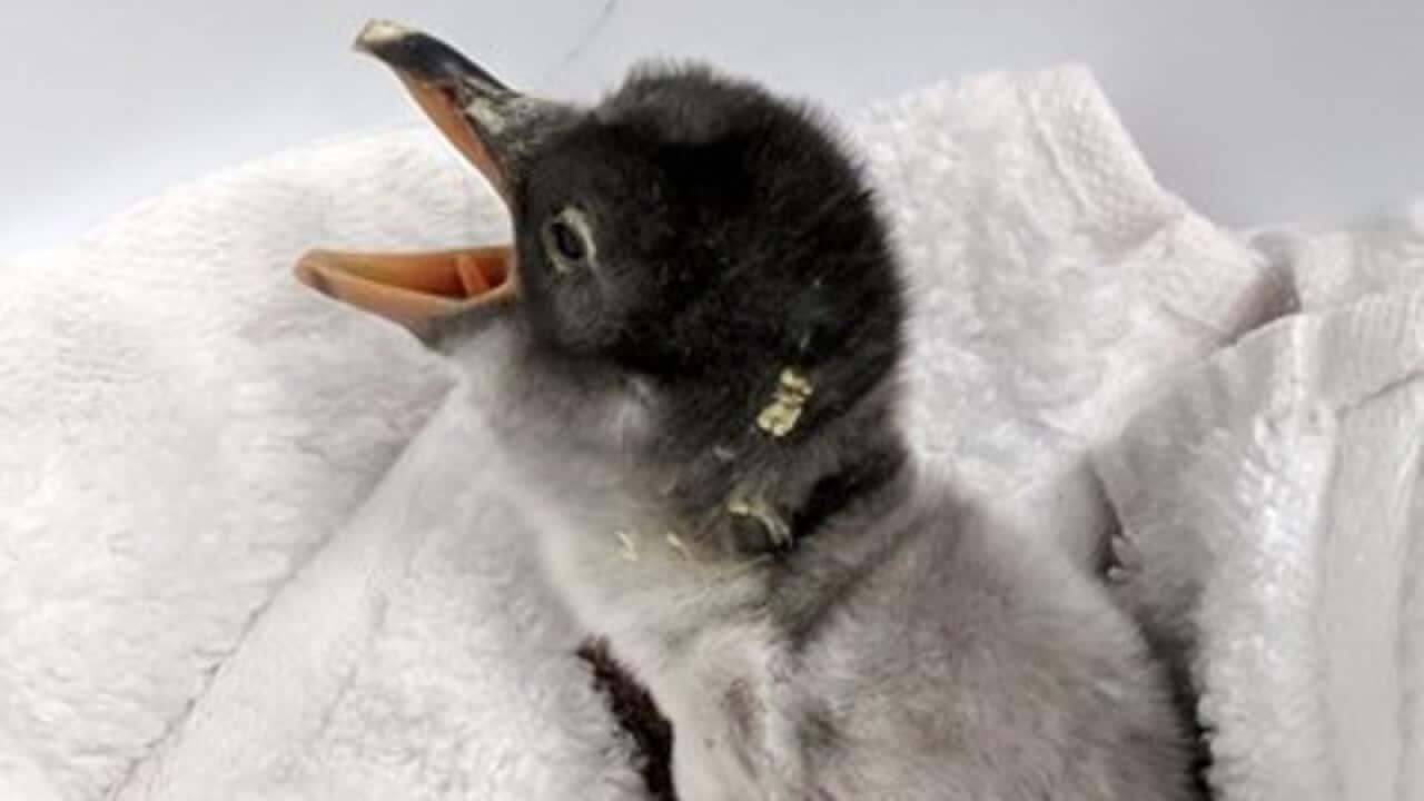 Sphen Magic penguin homosexual gay couple sydney australia sbs german deutsch