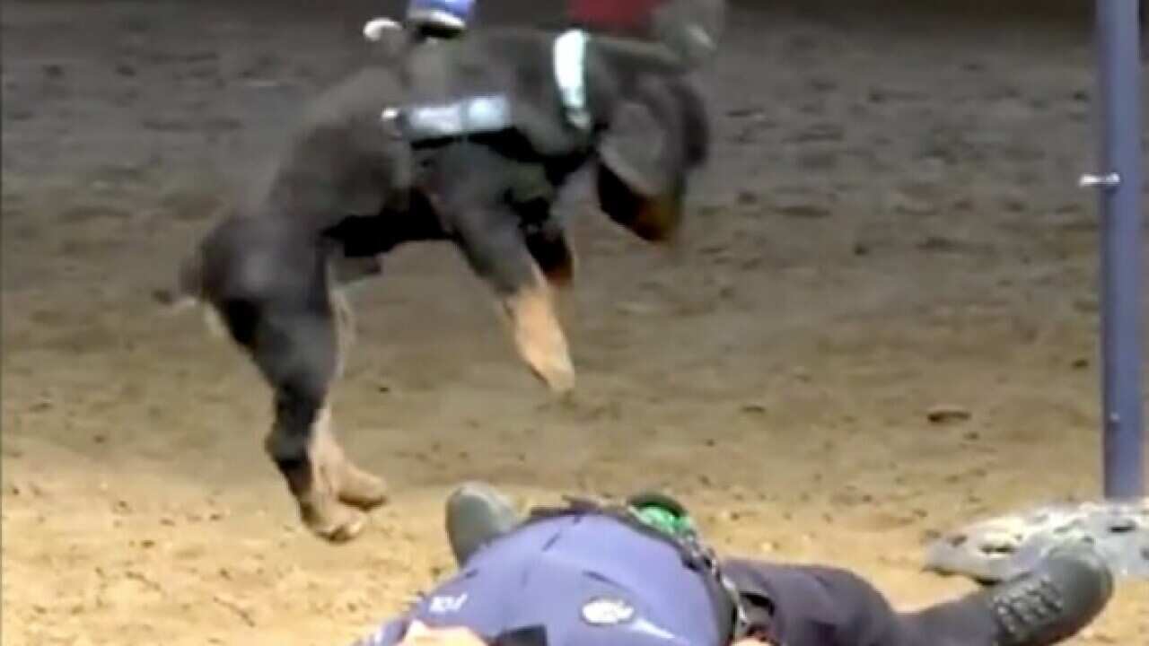 Poncho, the Spanish police dog, performs CPR