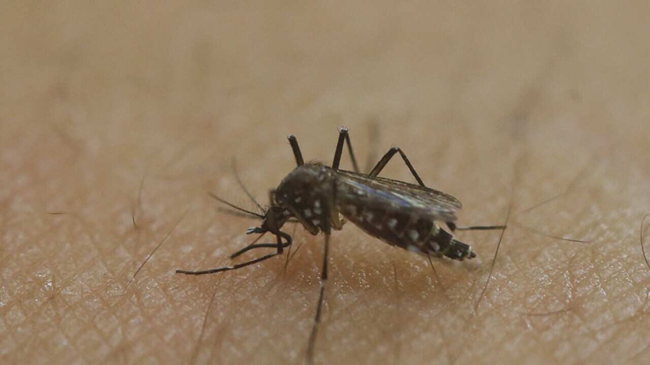 A female Aedes aegypti mosquito