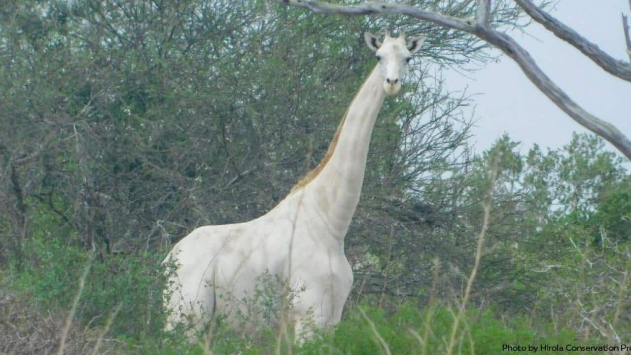 Hirola Conservation Group
