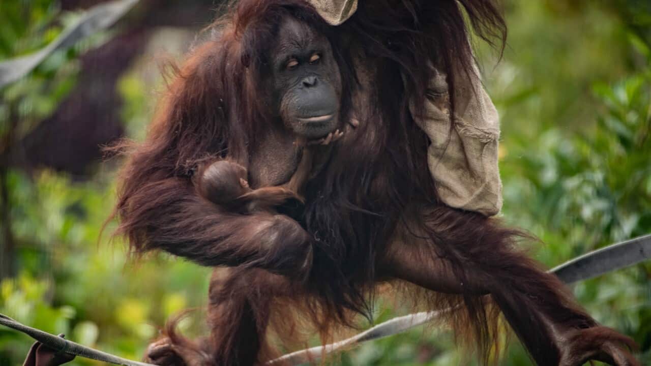 New App Launched On World Orangutan Day To Help Shoppers Save Iconic Primate's Rainforest Habitat