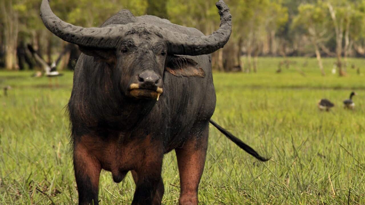 File photo of a buffalo