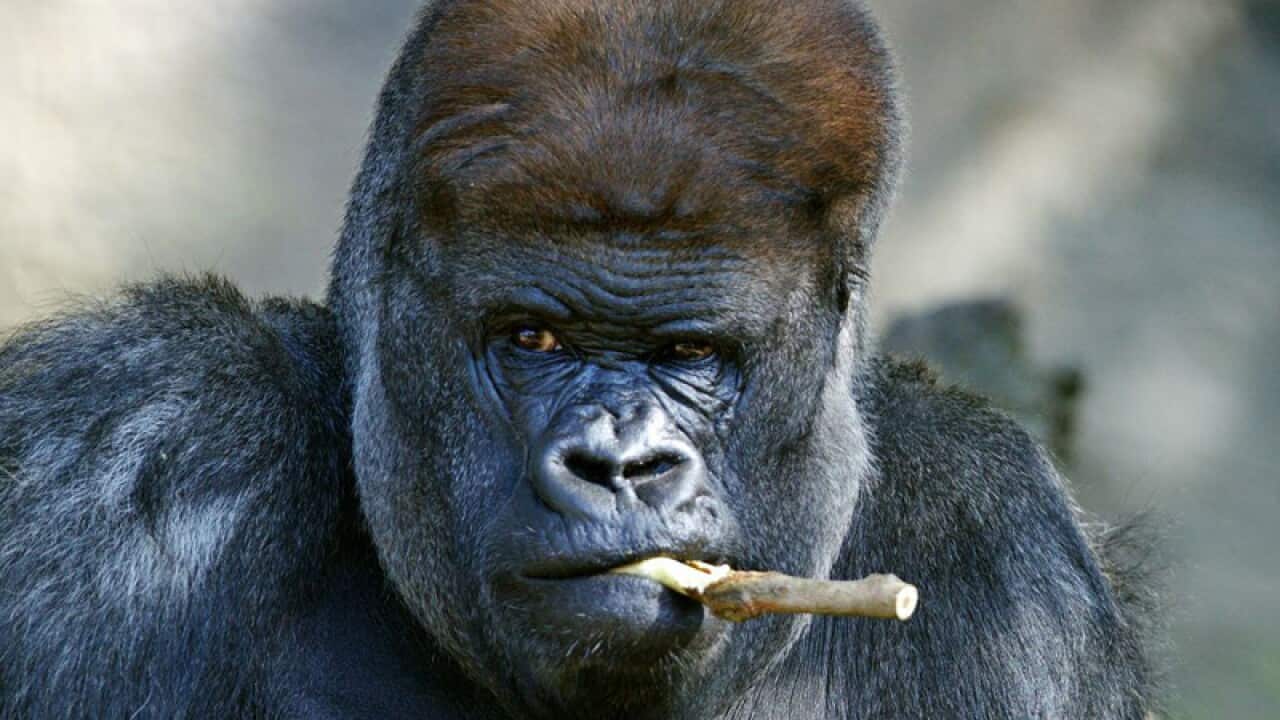 Taronga's silverback headed for retirement