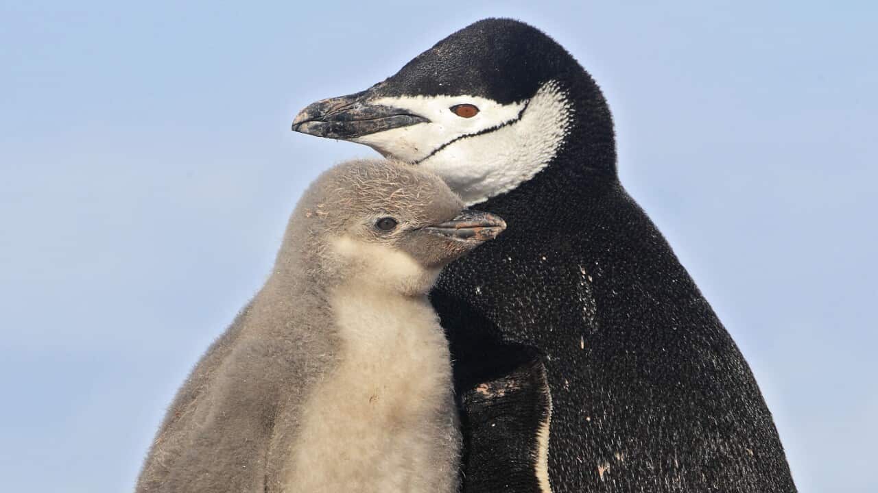 Chinstrap Penguin - with chick. (Pygoscelis antarcticus)