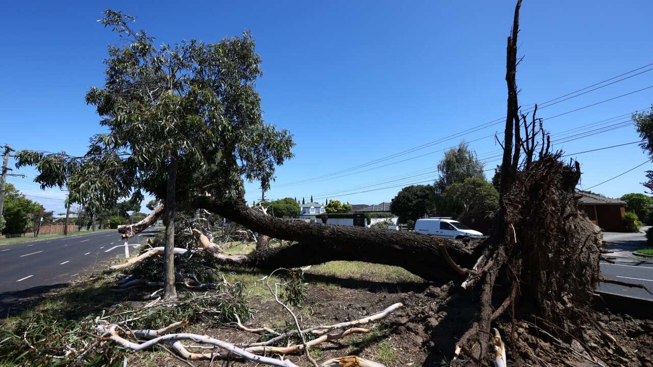 STORM DAMAGE VIC