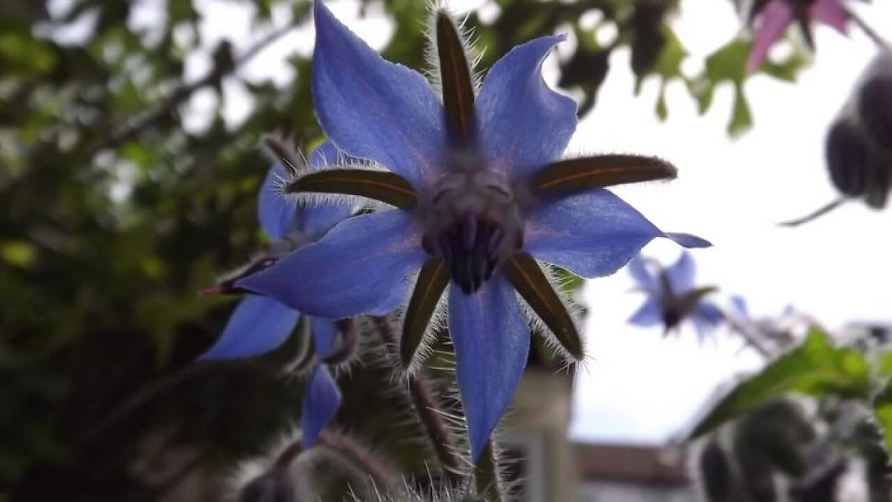 Borage plants