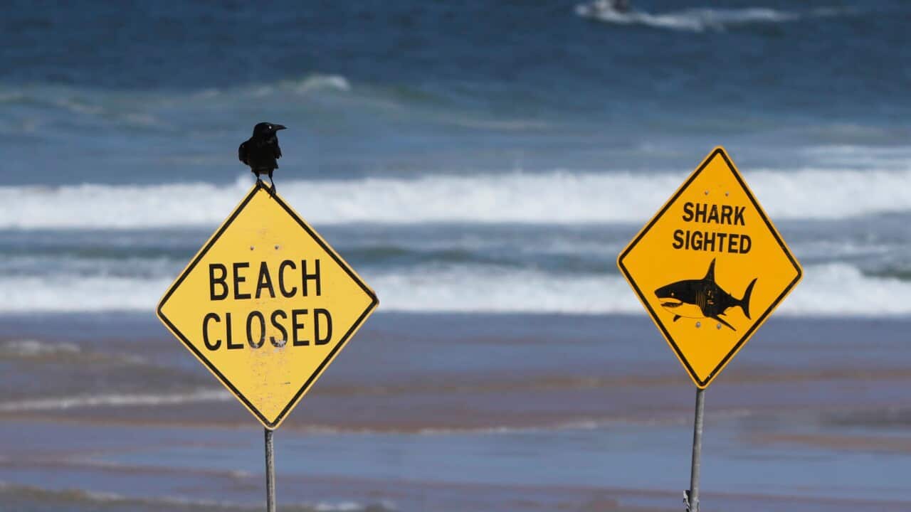 Australia Shark Attack