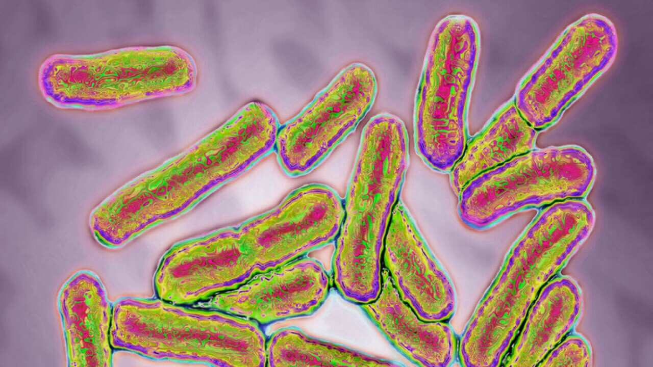 Salmonella bacteria