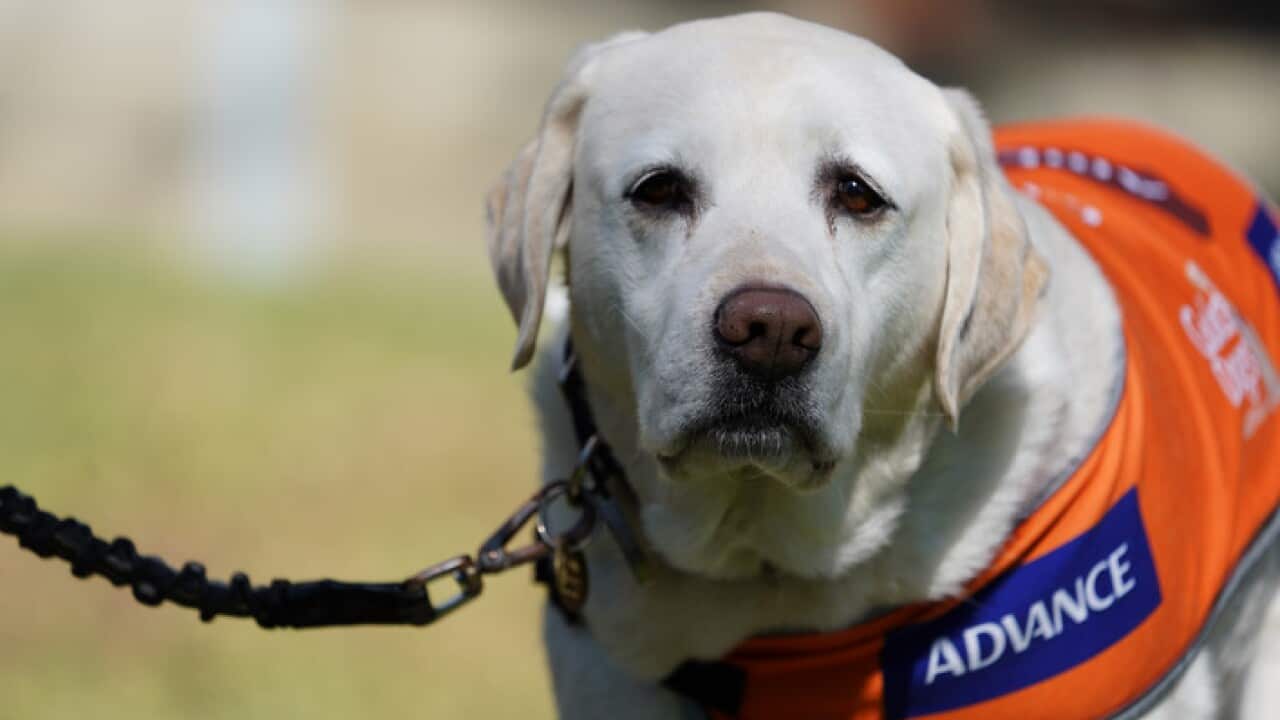 Guide dogs
