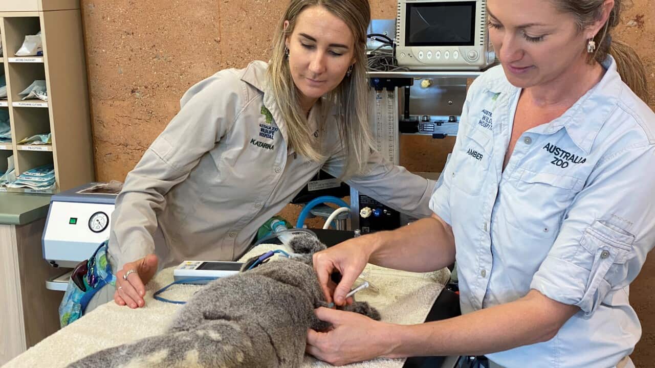 Ein Koala wird gegen Chlamidien geimpft