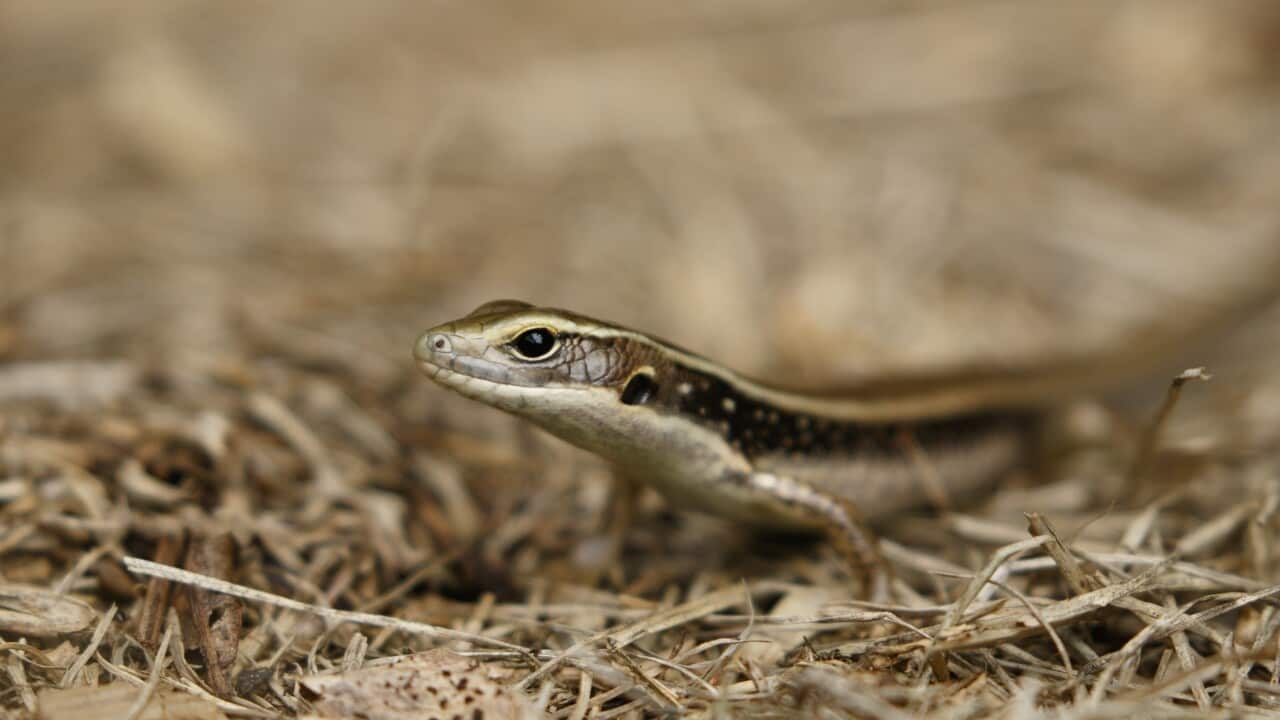 Wildlife of Queensland, Australia.