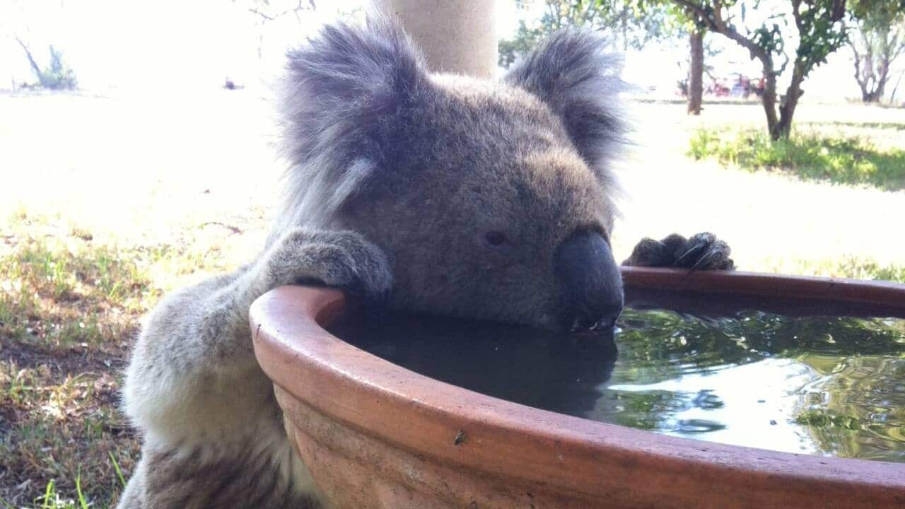 Koala