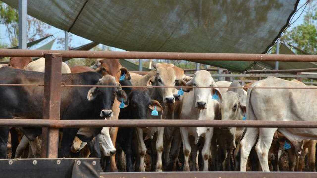 Cattle in the Berrimah export yards in Darwin 