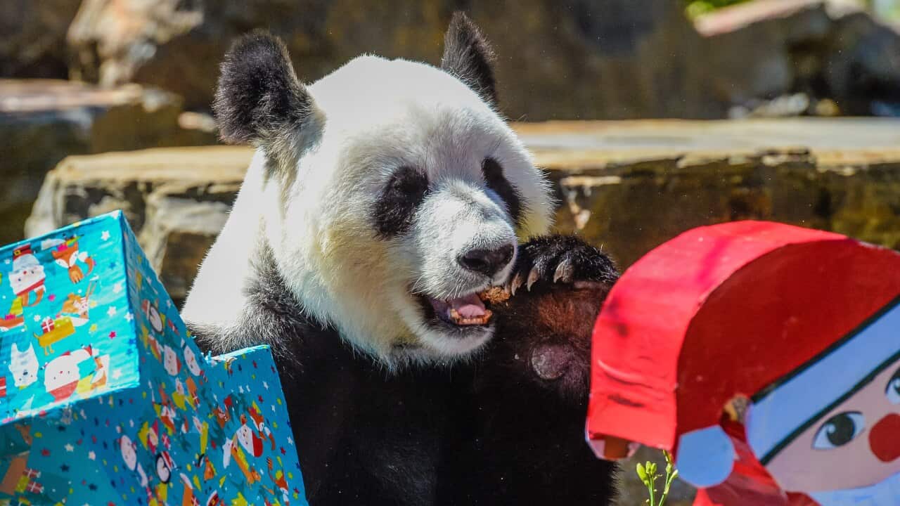 Female Panda Fu Ni receives festive treats at Adelaide Zoo.