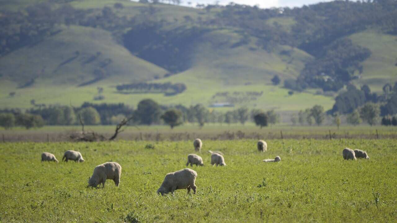 Sheeps are seen grazing on a paddock in Bungendore near Canberra, Thursday, April 17, 2014. (AAP Image/Lukas Coch) NO ARCHIVING