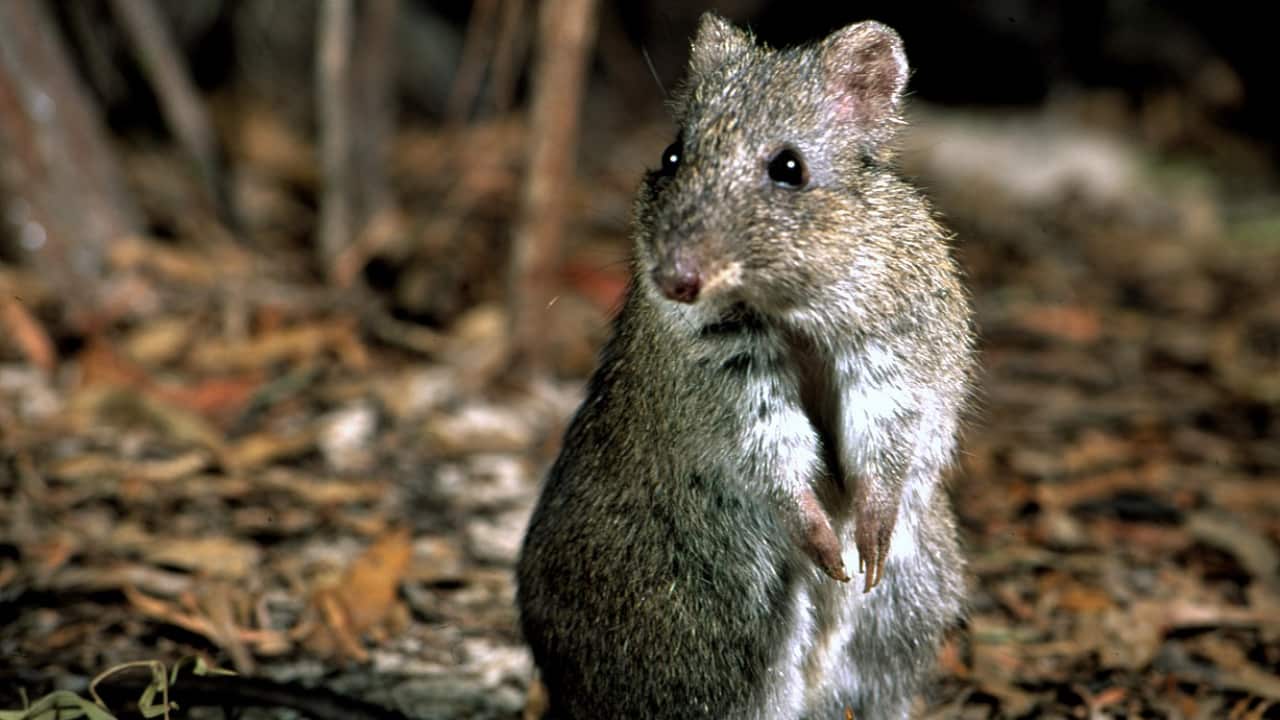 This rare 'kangaroo rat' once on the brink of extinction has had a ...
