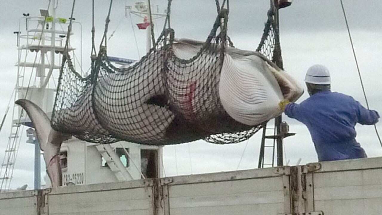 A minke whale captured off Kushiro, northern Japan