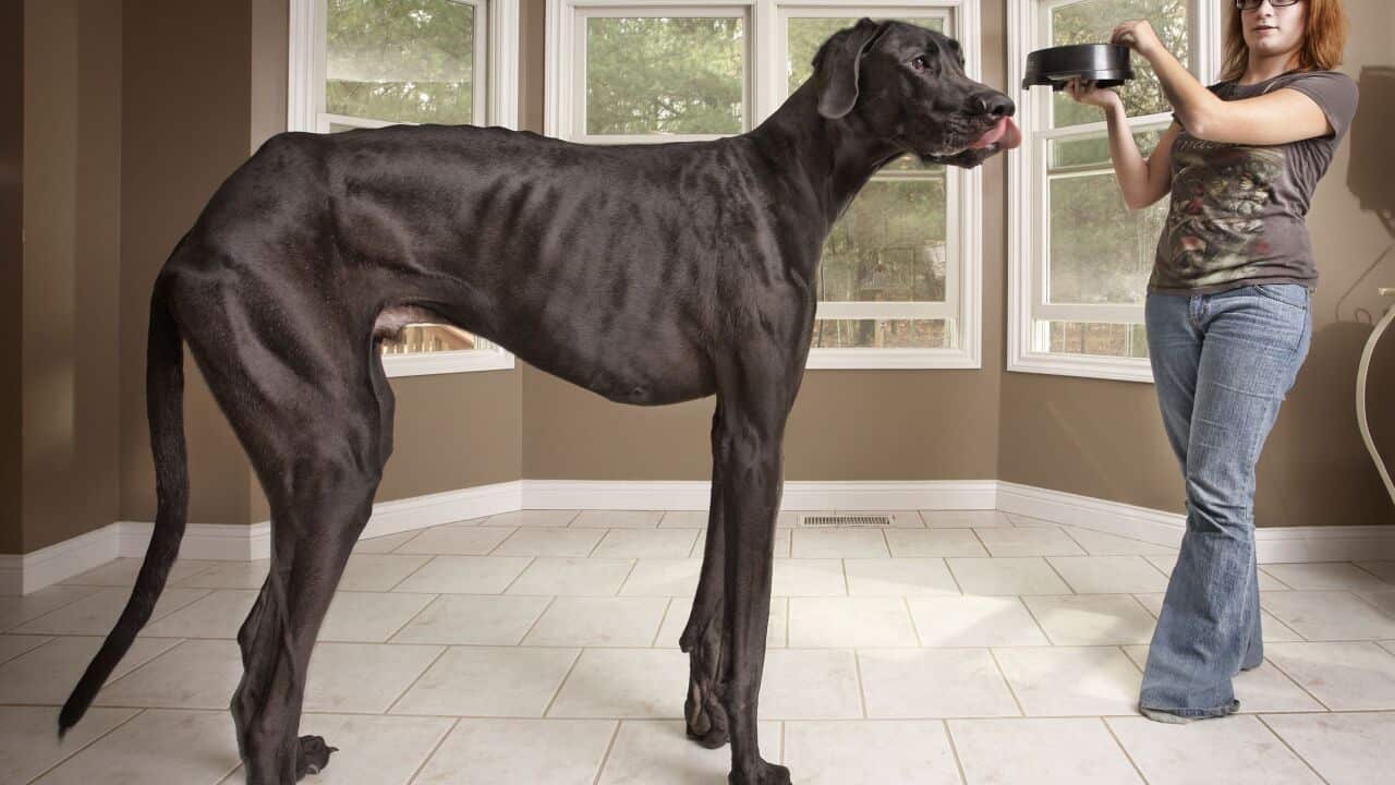 Zeus, the tallest dog, has died