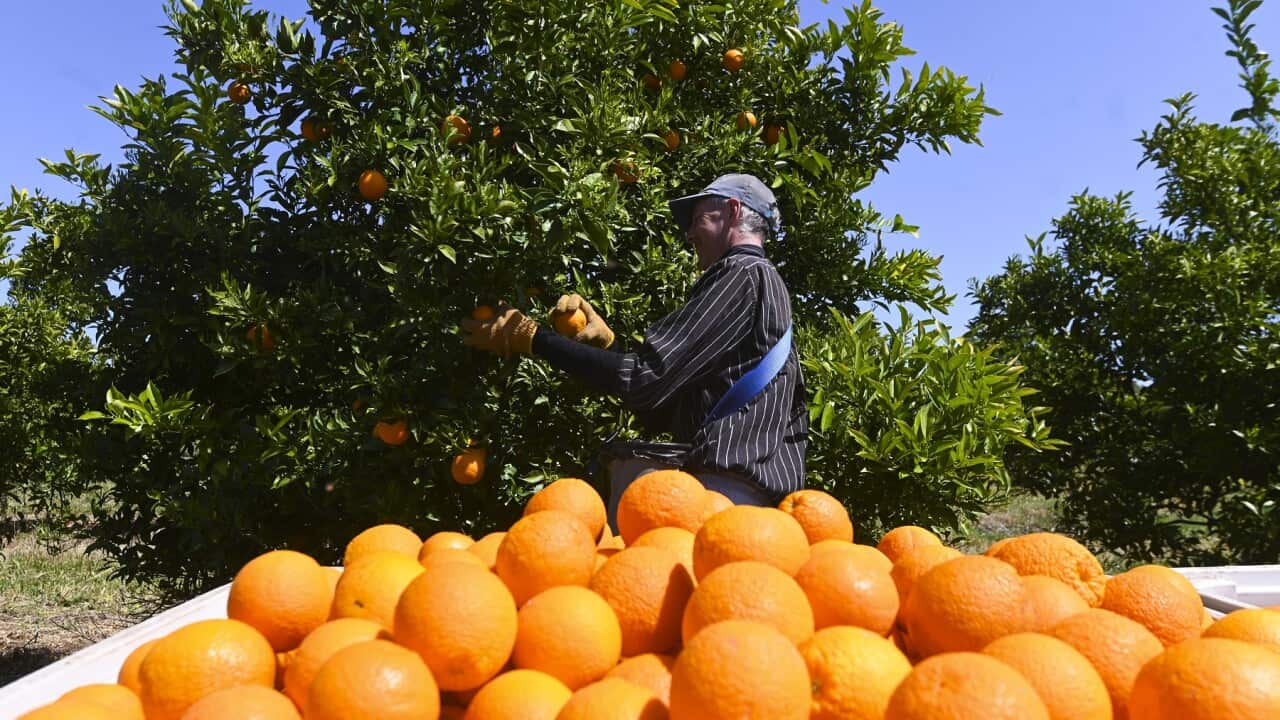 LEETON FRUITPICKING FEATURE