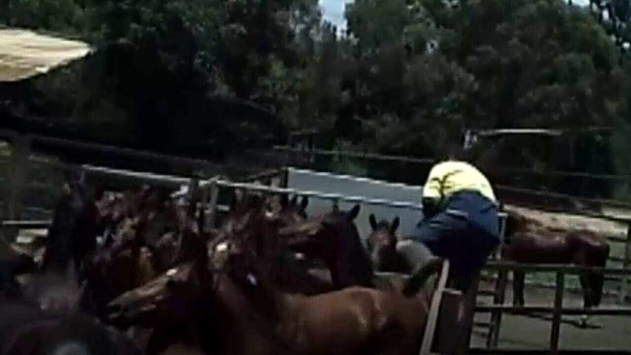 Video obtained by the ABC showed abbatoir workers tormenting horses before they were killed.
