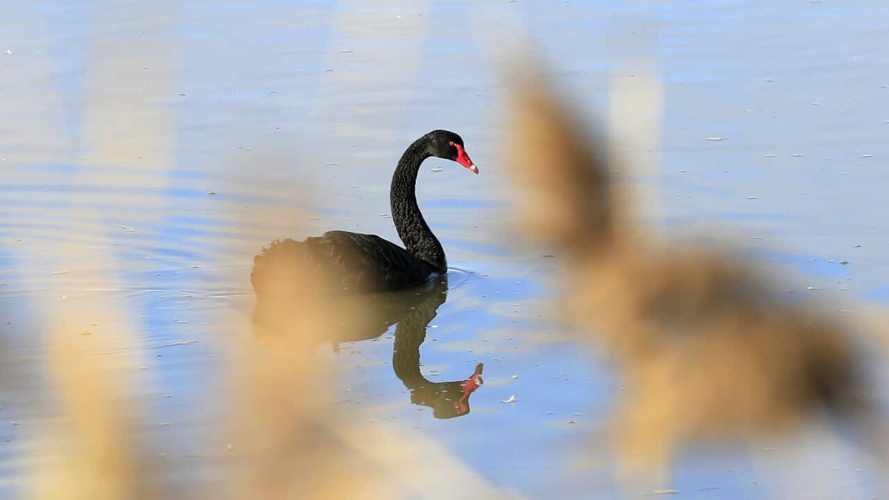 AUSTRALIA ANIMALS black swan