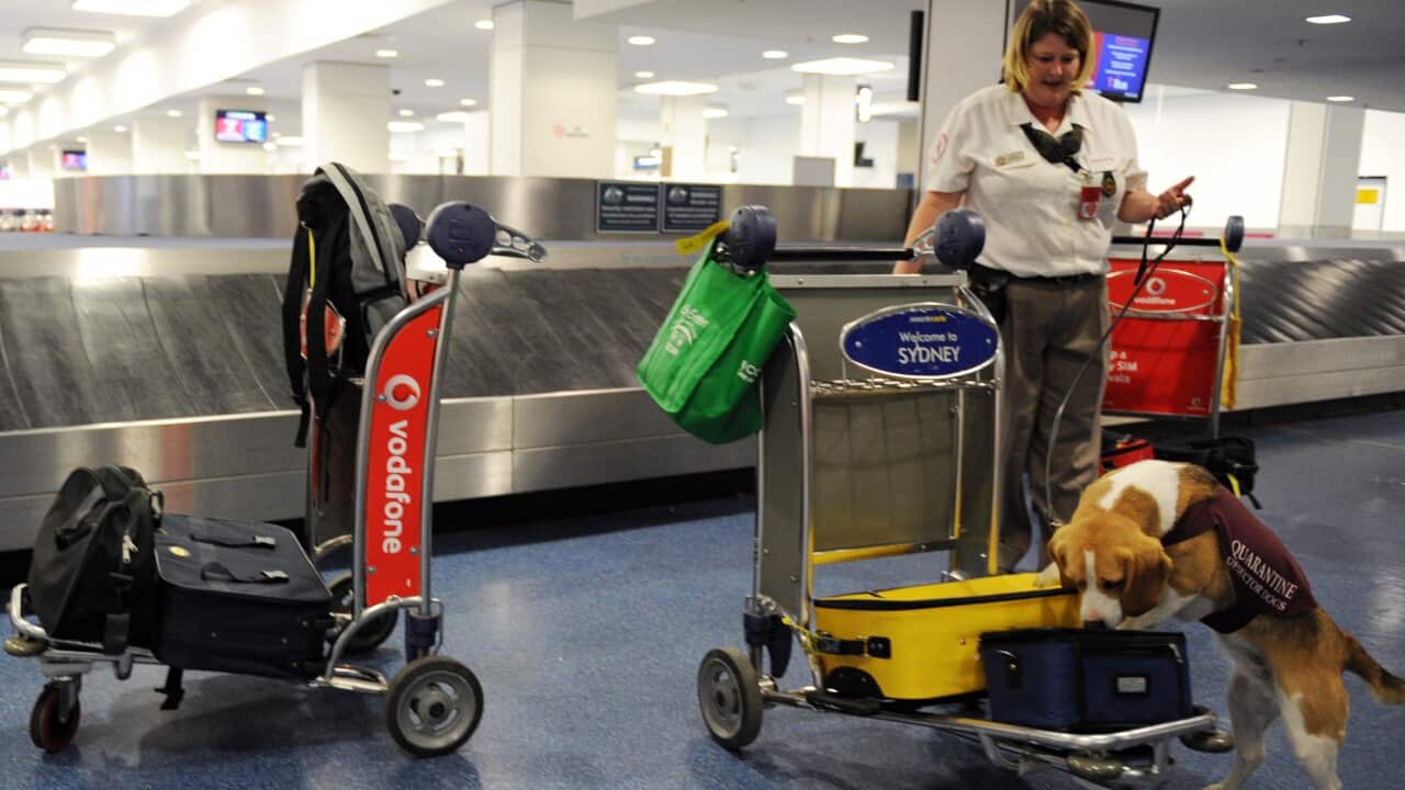 A Quarantine Inspection Service dog sniffs out fruit and other prohibited items at Sydney International Airport, Sydney
