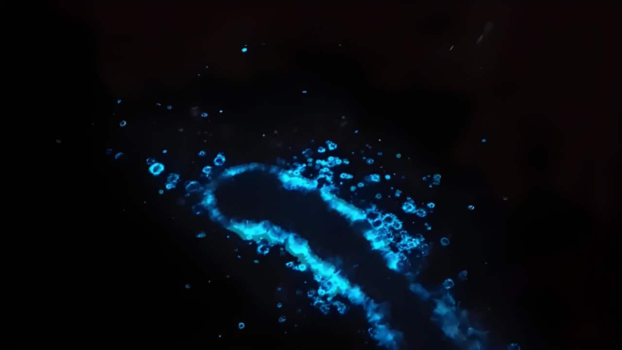 Bioluminescence in Tasmania (SBS).jpg