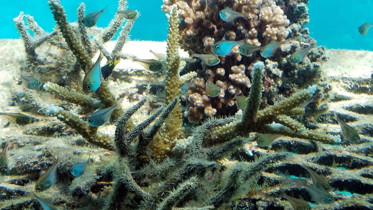 Coral bleaching on the Great Barrier Reef (AAP).