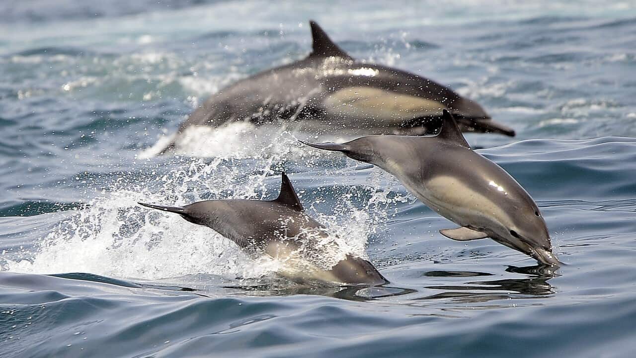 Dolphins frolic in the Pacific Ocean off of Long Beach, California.