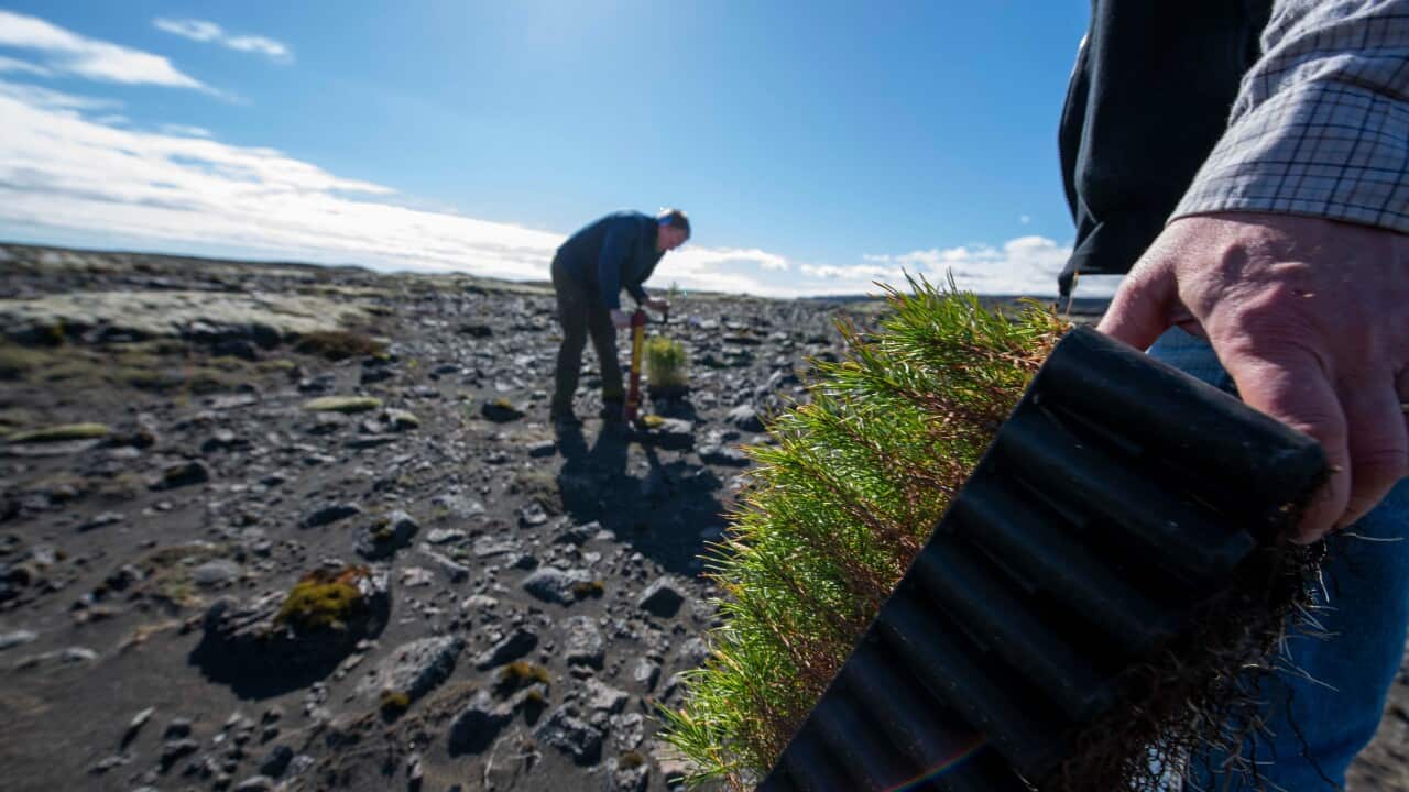 Adalsteinn Sigurgeirsson (R), Deputy director of the Icelandic Forest Service and Hreinn Oskarsson, director of coordination and head of strategy at the Icelandic Forest Service take part in tree planting at Lava filde near Thorlakshofn, Iceland on May 21