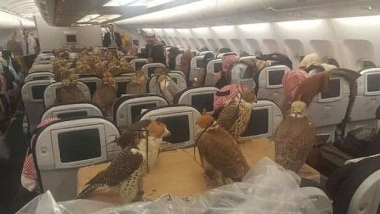 صقور في رحلة جوية متجهة إلى جدة