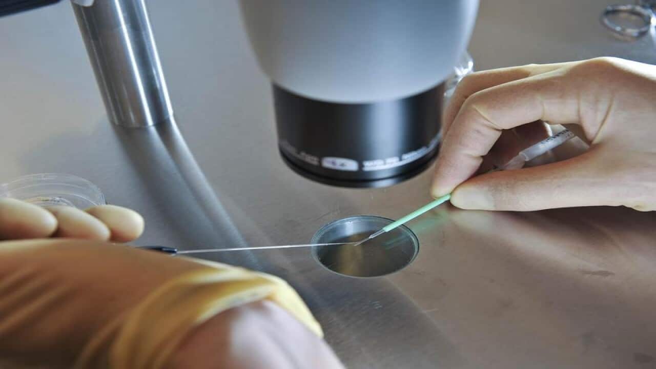 A scientist at work during an IVF process