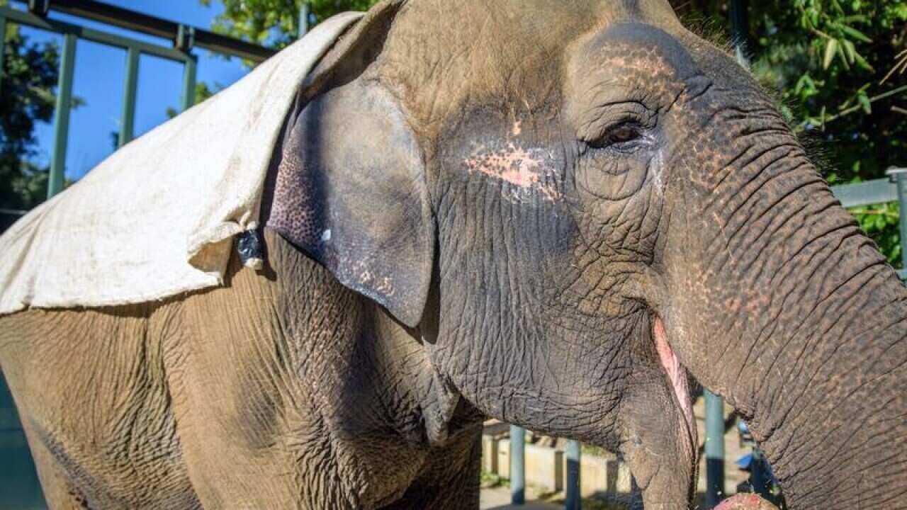 PERTH ZOO ASIAN ELEPHANT