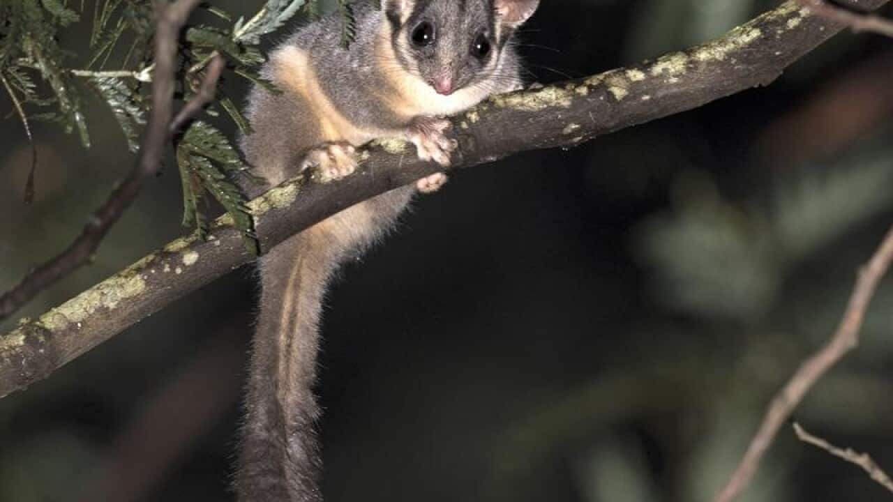 A Leadbeater's possum in a tree