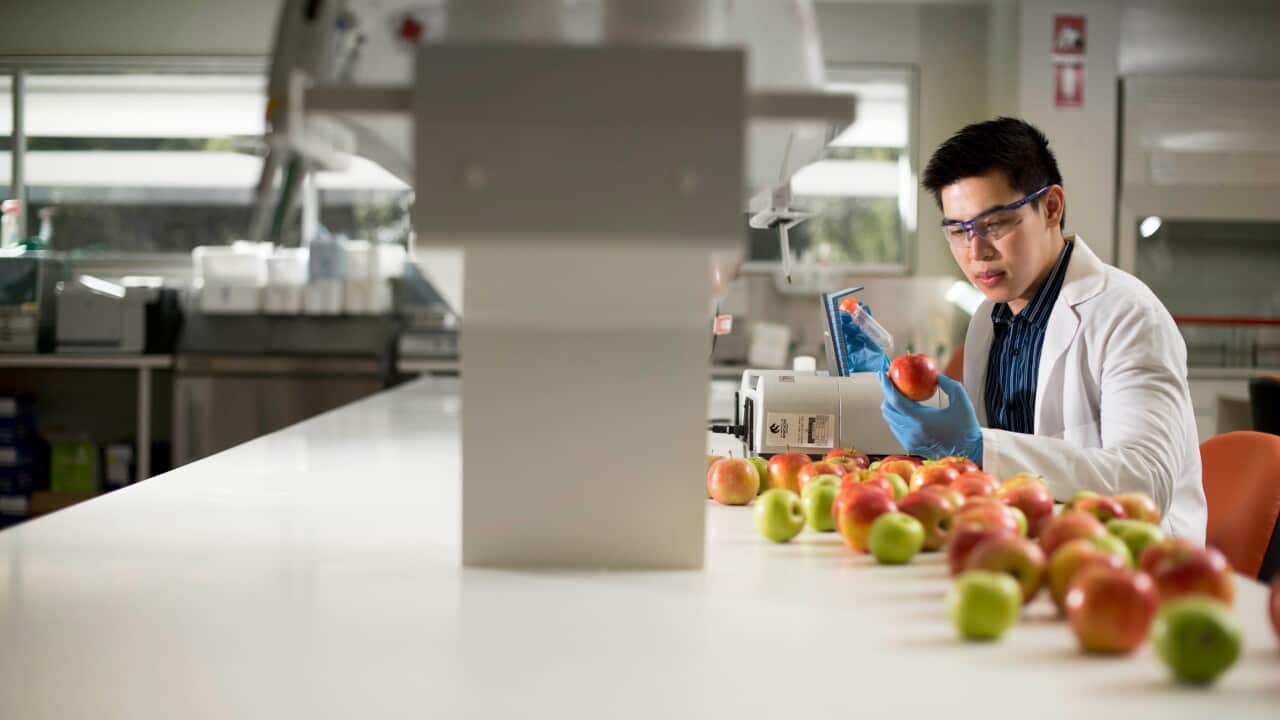 From researching apples in Orange, Dr Vincent Candrawinata ends up with a five-million contract deal with Australian supermarket giant Woolworths.