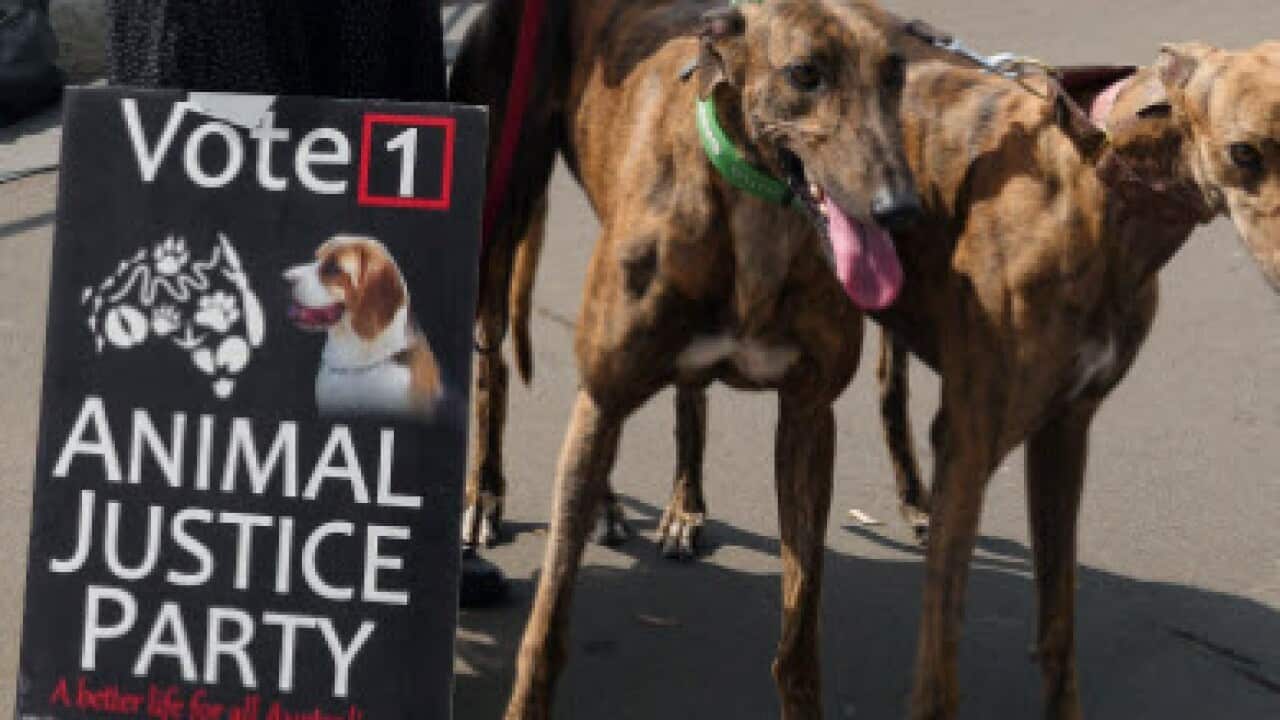Animal justice party 